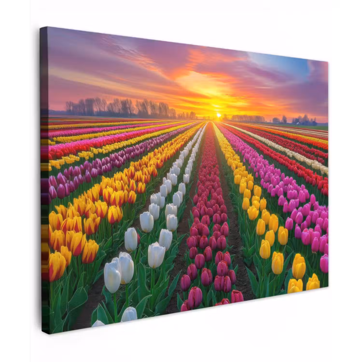 Canvas Print - Tulip field - Sunset - Colorful