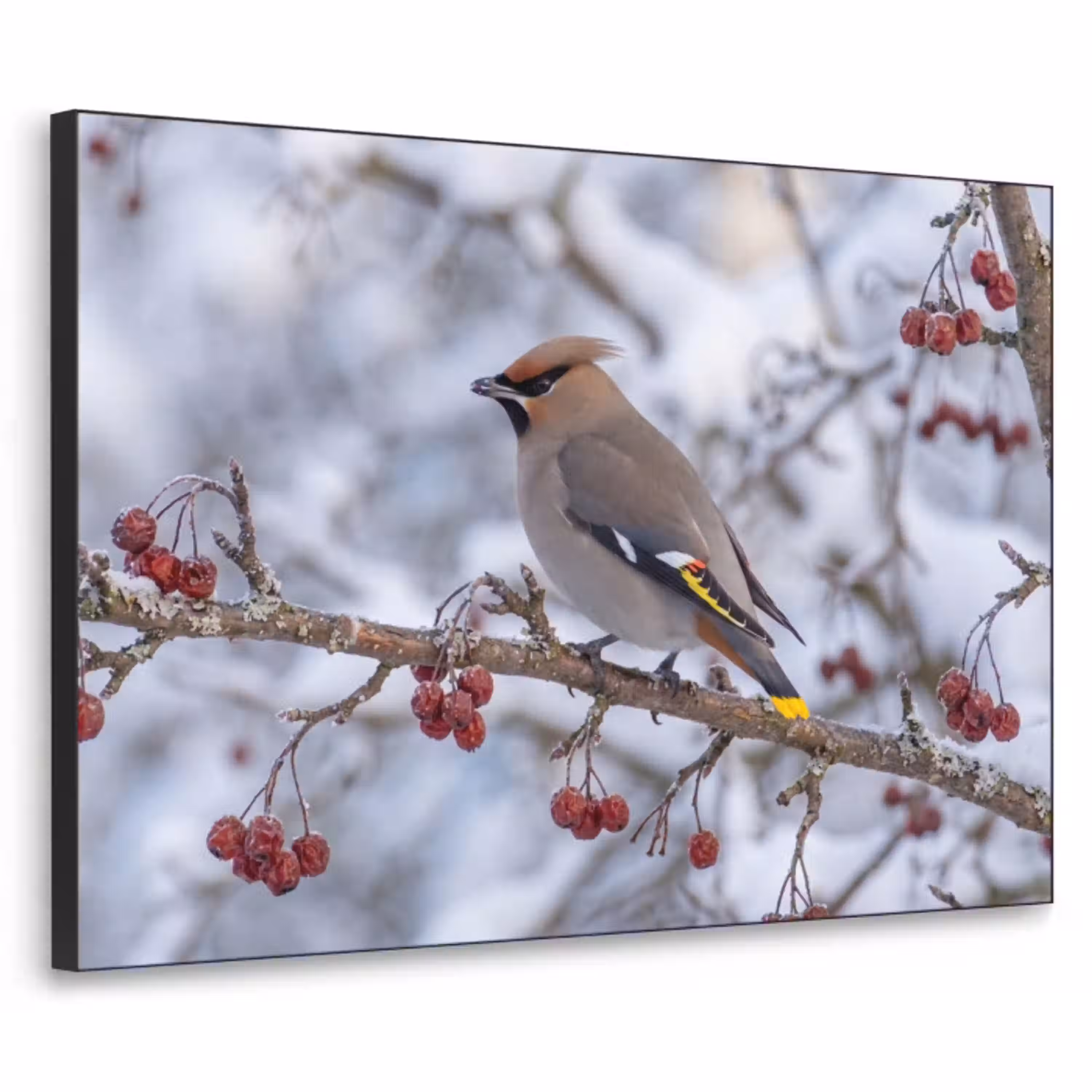Pestvogel - Bessen - Winter - Natuur Textielframe zwart klein -3d