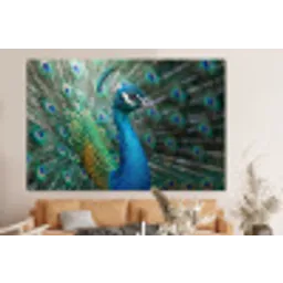 Pauw - Veren - Blauw forex 5mm xxl -bovenbank