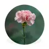 Anjer - Roze - Bloemblaadjes Wandcirkel aluminium klein -3d