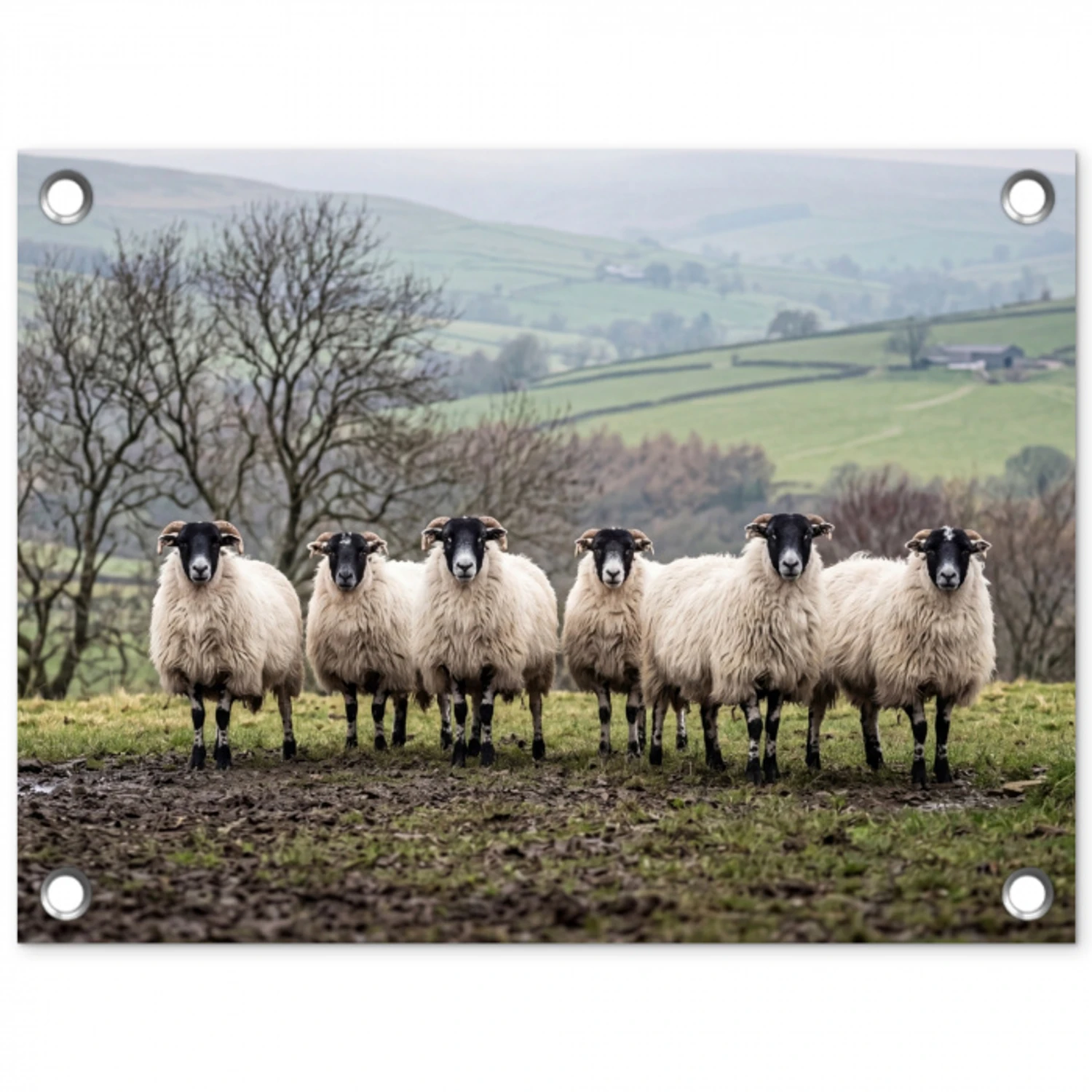 Schapen - Rij - Weide - Dieren - Platteland tuinposter los doek klein -3d