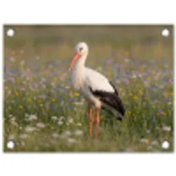 Ooienvaar - Bloemen - Weide - Kleurrijk tuinposter los doek klein -3d