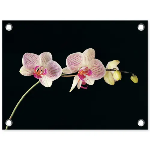 Orchidee - Bloemen - Zwart - Roze - Knoppen tuinposter los doek klein -3d