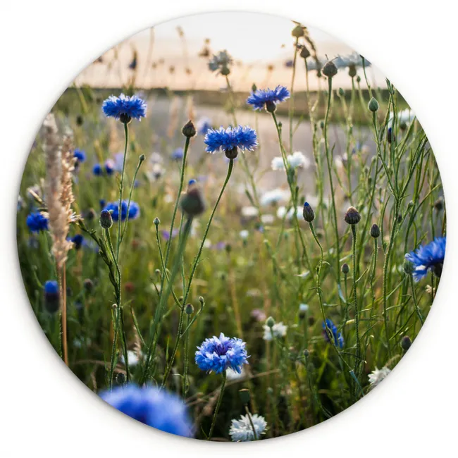 Bloemen - Zomer - Korenbloem - Blauw - Zon - Wolken Wandcirkel kunststof plaat 5mm dik klein -3d
