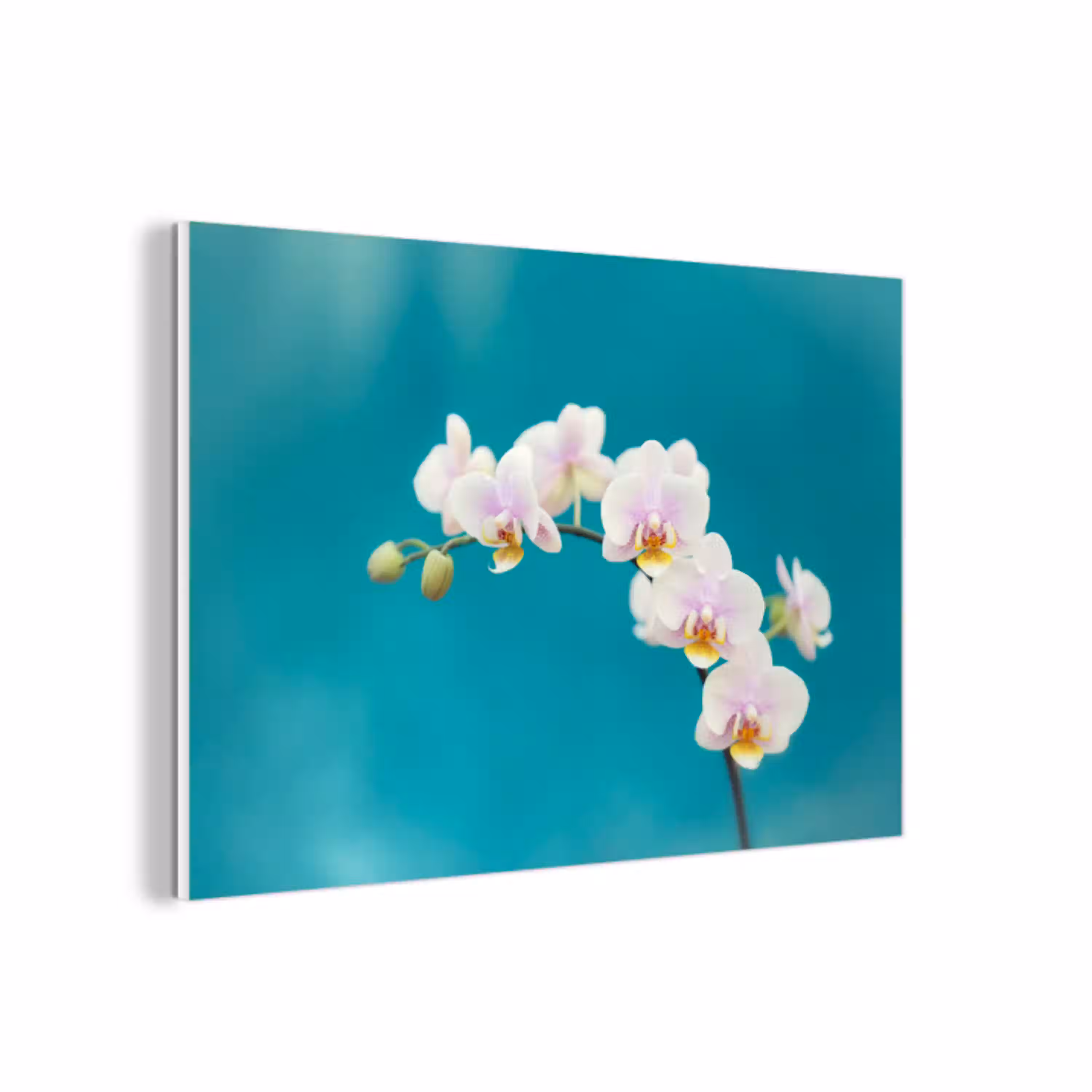 Orchidee - Bloemen - Plant - Wit - Paars forex 5mm xxl -3d