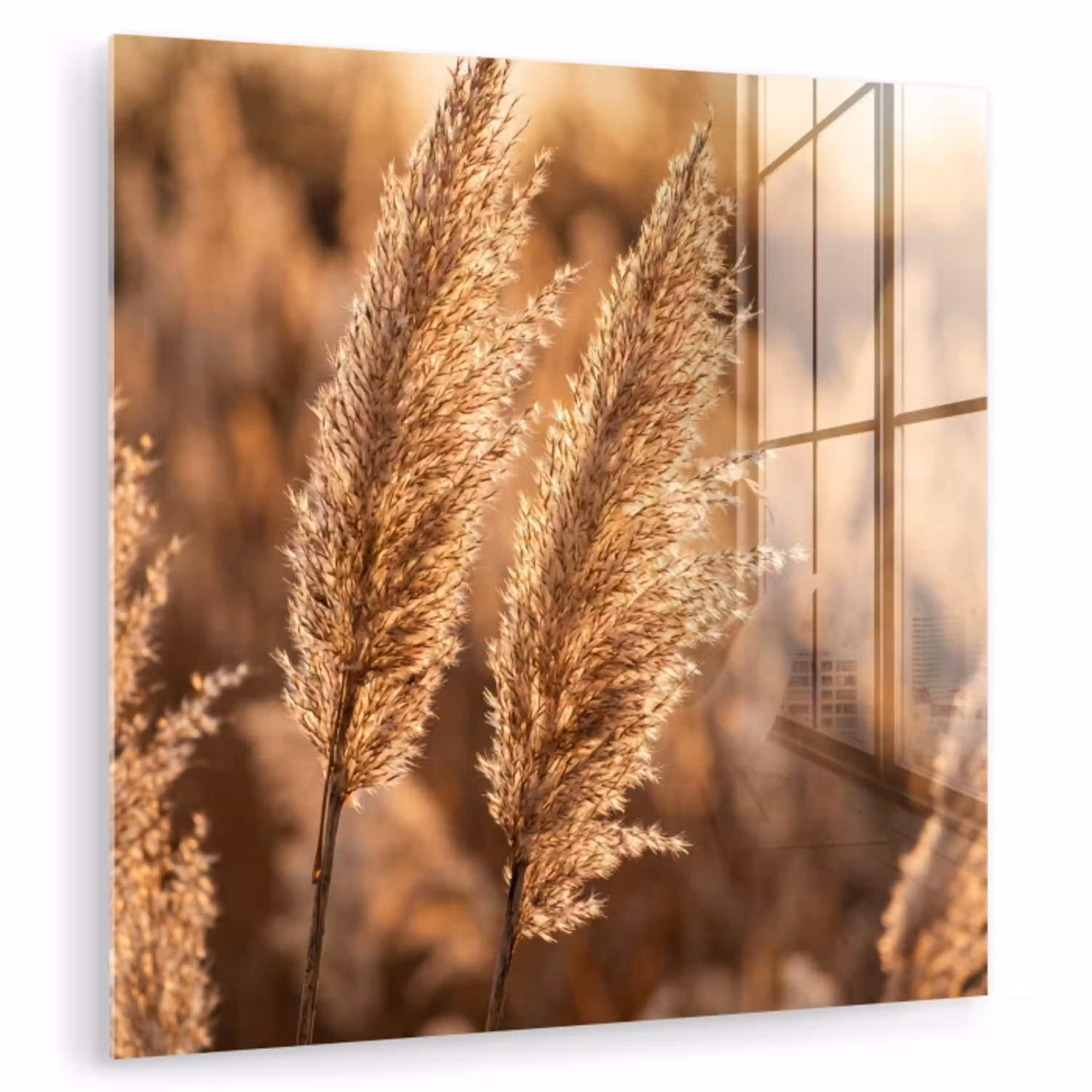 Rietpluimen - Gras - Zonsondergang - Goud - Serene plexiglas 5mm klein -zzzproduct_nieuw