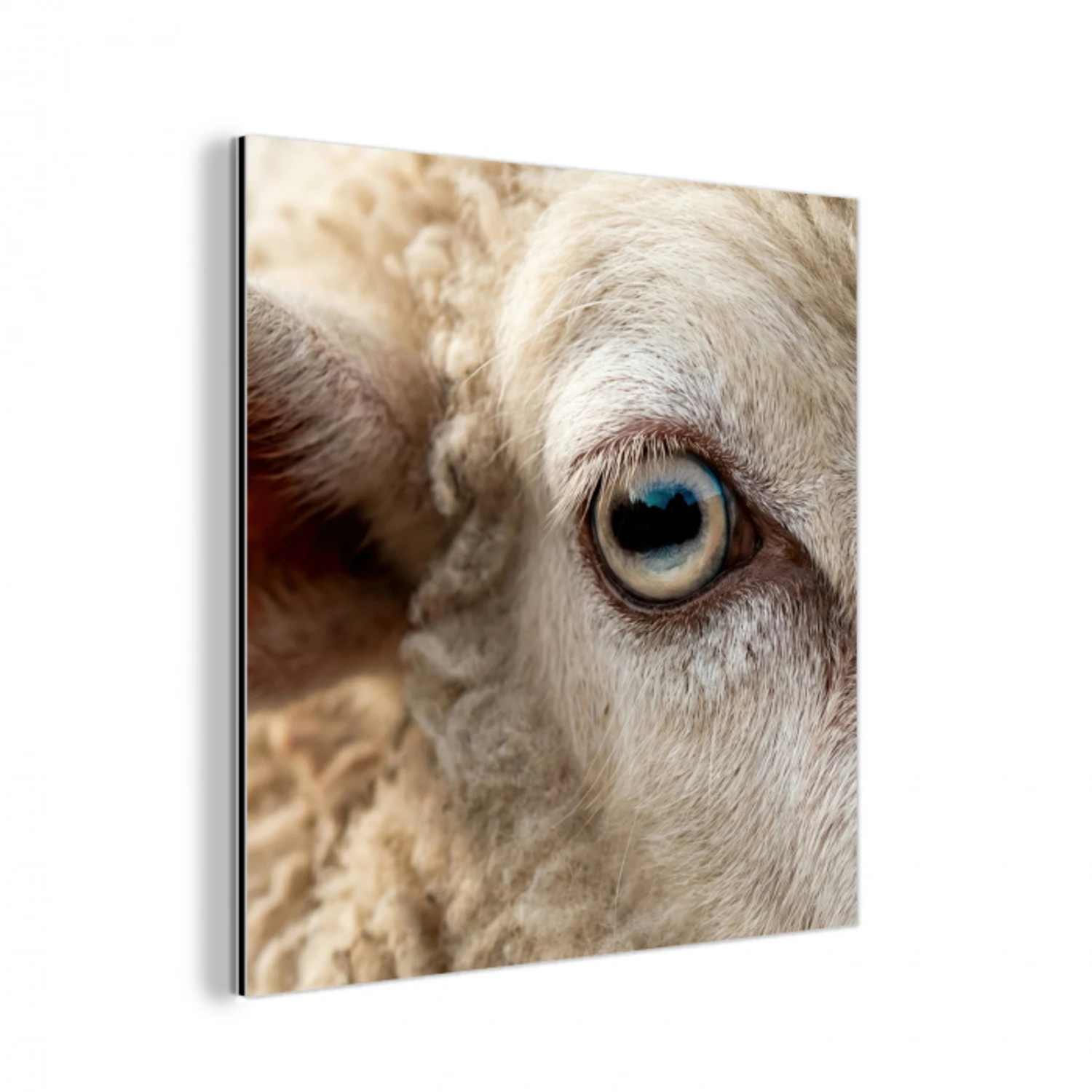 Schaap - Oog - Wit aluminium wit klein -3d