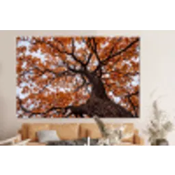 Boom - Bladerdak - Herfst - Oranje - Sfeervol forex 5mm xxl -bovenbank
