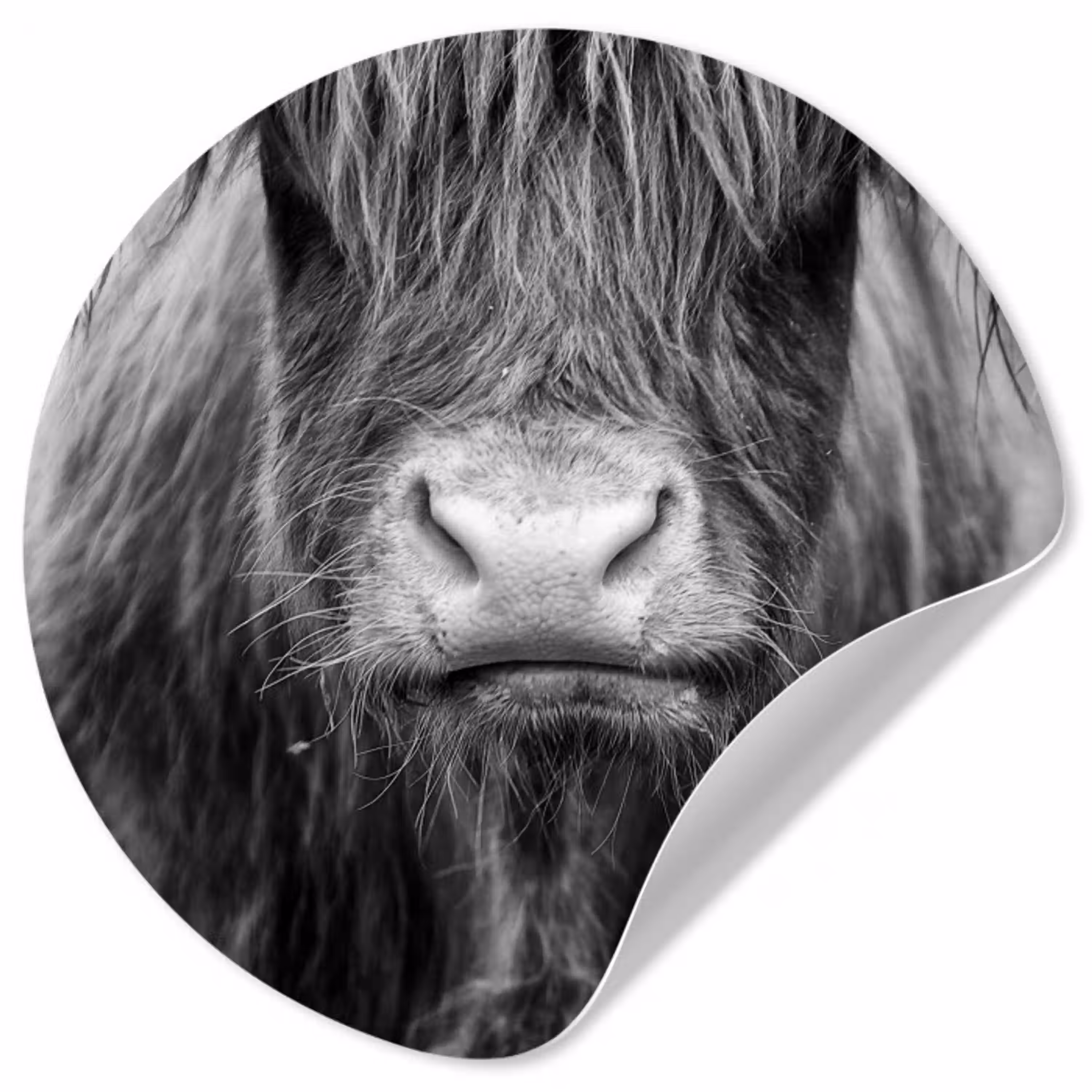 Schotse hooglander - Koe - Zwart - Wit - Dieren Wandcirkel behangsticker klein -3d