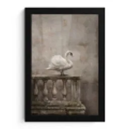 Zwaan - Elegant - Dieren - Wit fotolijst zwart zonder passe partout klein -3d