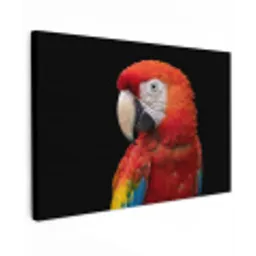Ara - Portret - Rood canvas 2cm klein -z3d