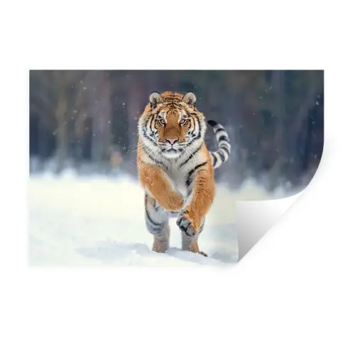 Tijger - Landschap - Sneeuw - Winter - Dieren Muursticker klein -3d