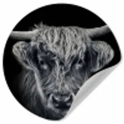 Schotse hooglander - Zwart - Koe - Dieren Wandcirkel behangsticker klein -3d