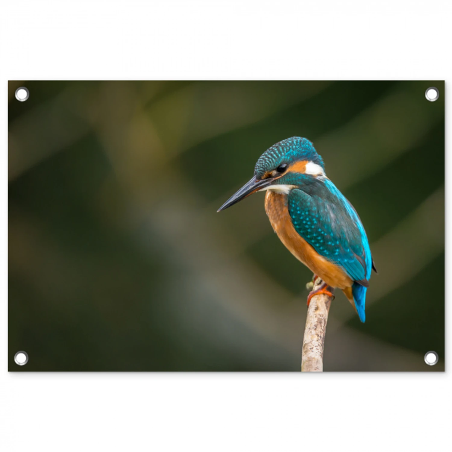 Vogel - IJsvogel - Tak tuinposter los doek klein -3d