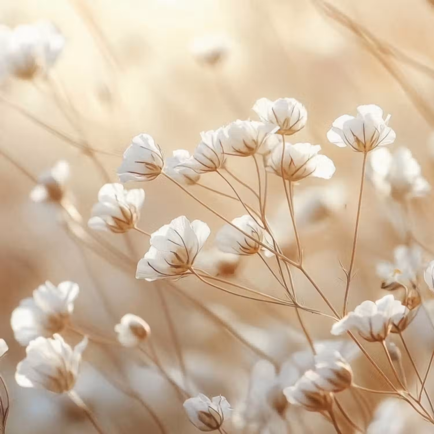 Behang - Wilde - Bloemen - Wit