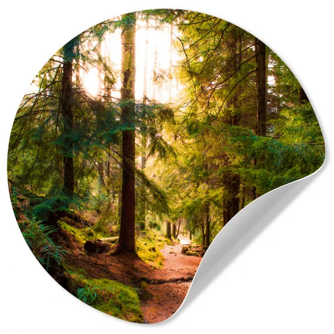 Runde Tapete - Wald - Weg - Bäume - Grün - Sonne - Natur