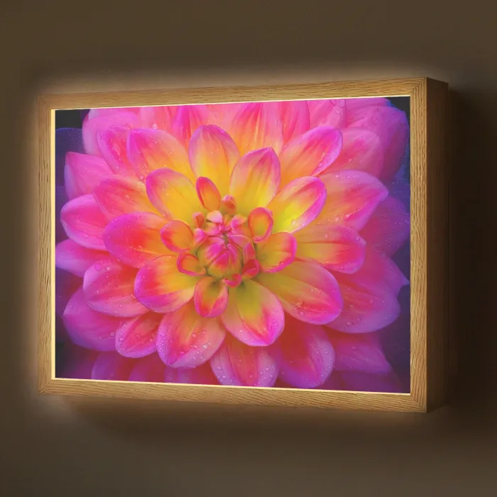 Roze - Dahlia - Kleurrijk Light Box met batterij (Wandlamp) middel -z3d_website