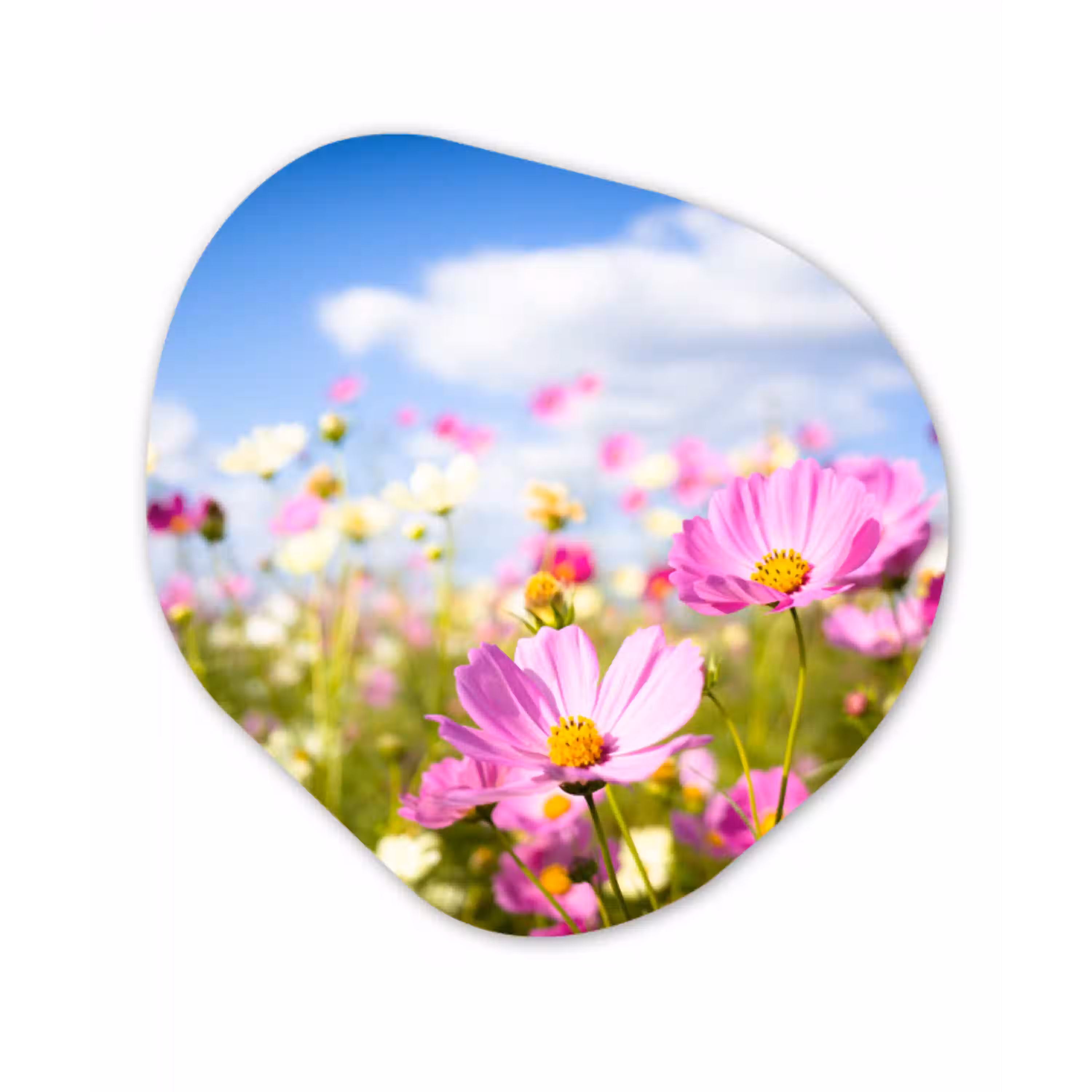 Bloemen - Wei - Paars - Gras - Wit - Wolken - Blauw Wandcirkel Organisch Forex 3mm klein -3d