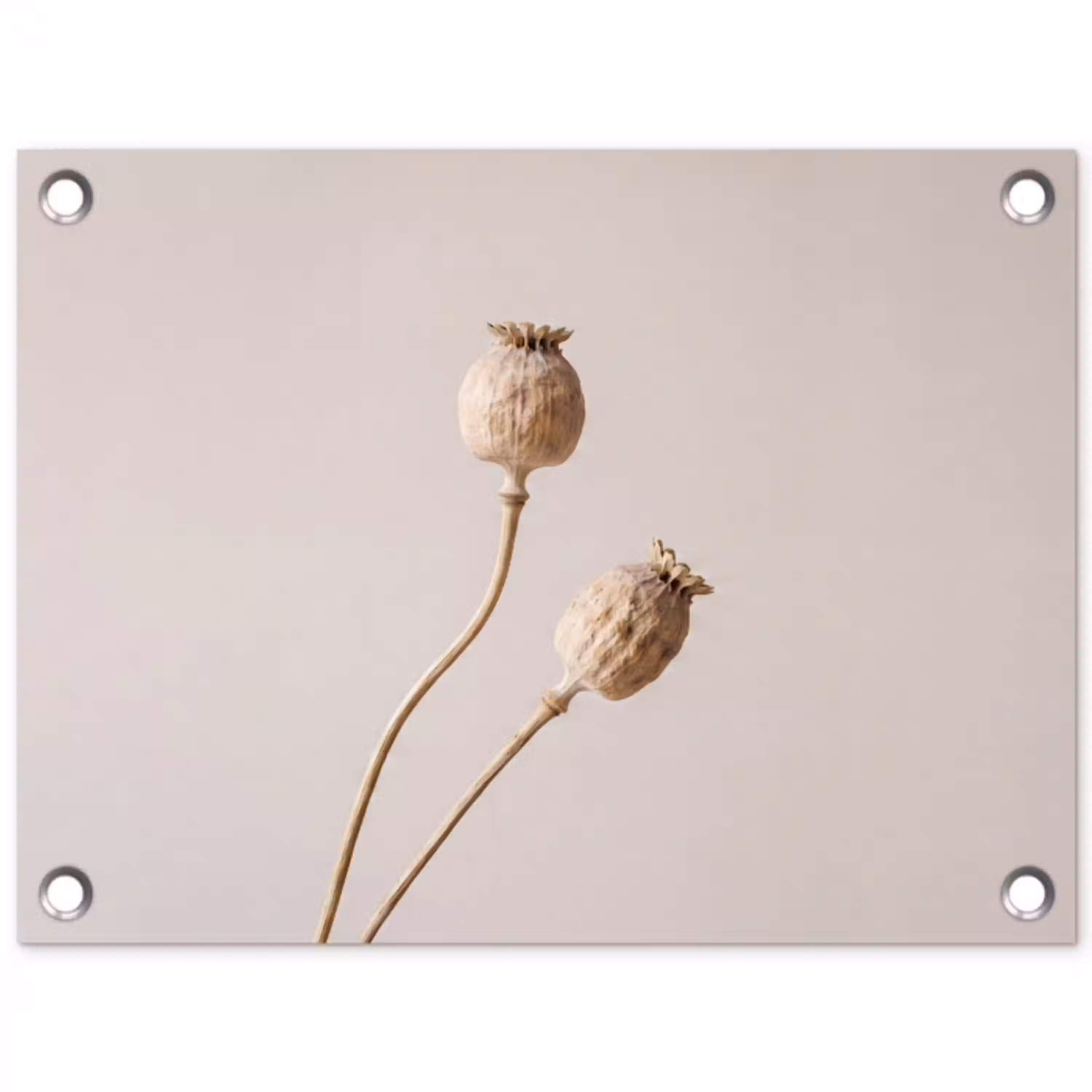 Papaverbollen - Droogbloemen - Minimalistisch - Beige - Rustig tuinposter los doek klein -3d
