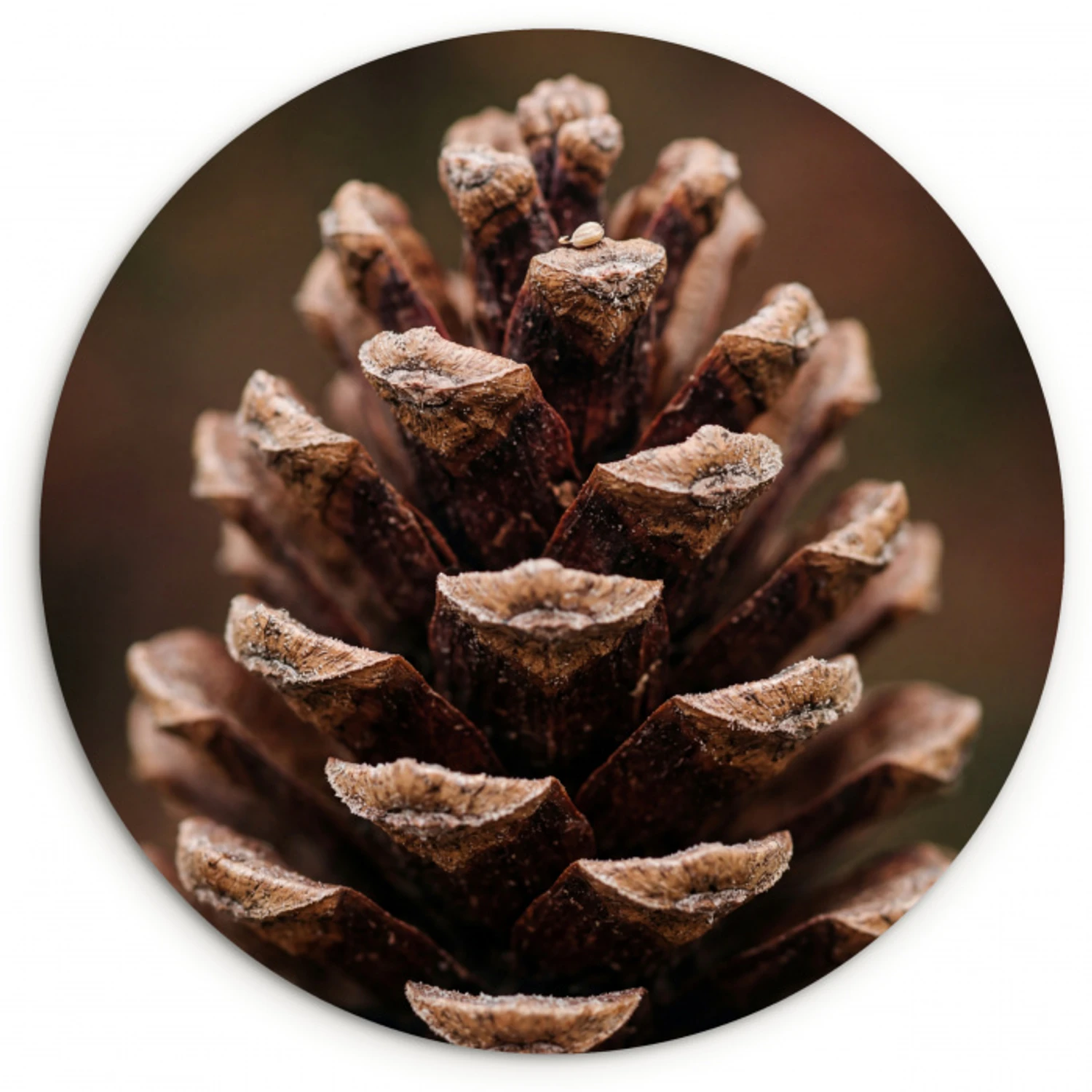 Dennenappel - Bos - Herfst - Bruin - Sfeervol Wandcirkel kunststof plaat 5mm dik klein -3d