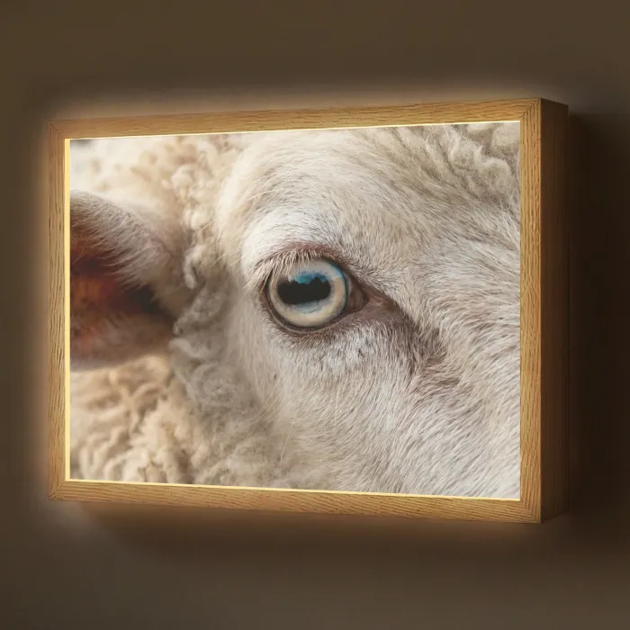 Schaap - Oog - Wit Light Box met batterij (Wandlamp) middel -z3d_website