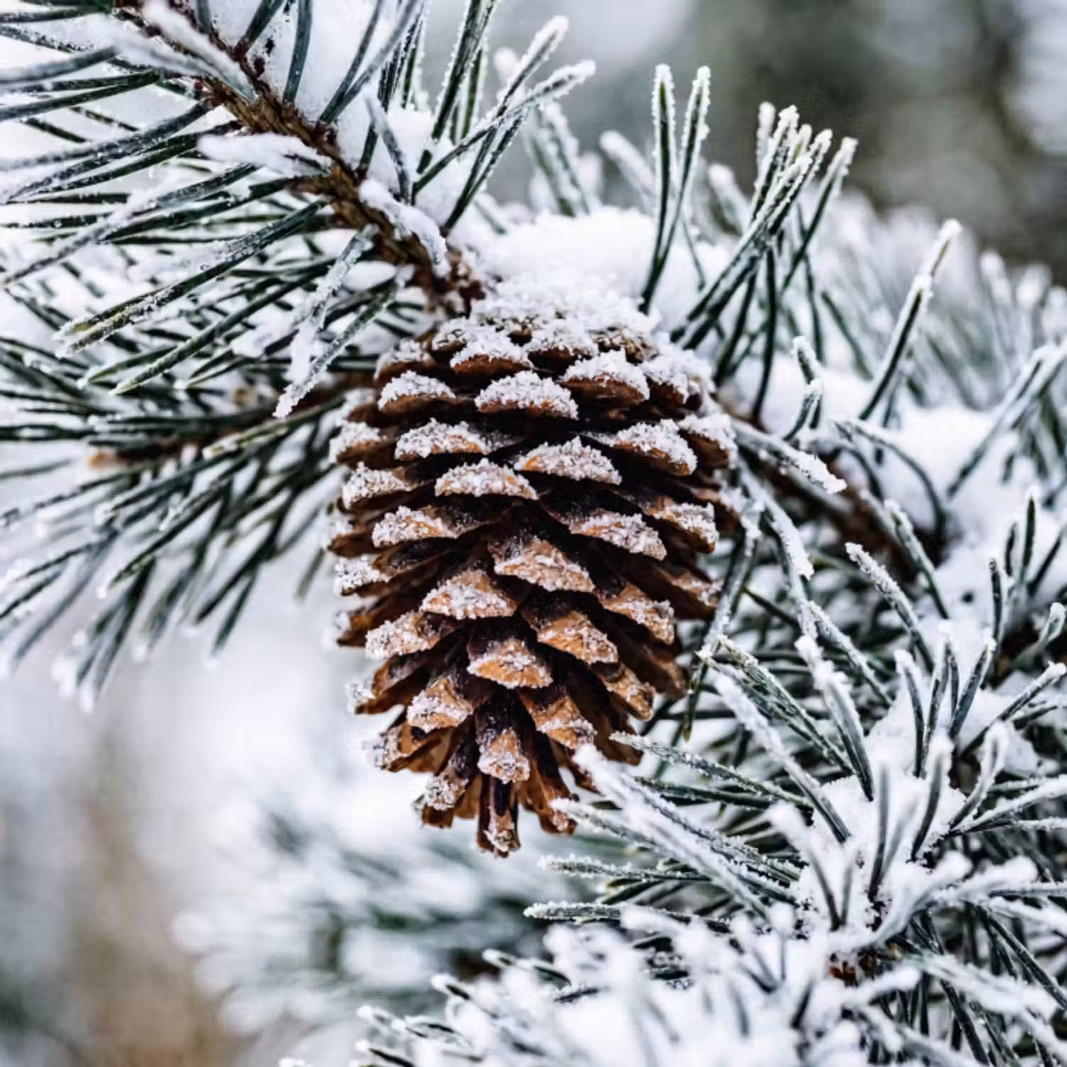 Behang - Dennenappel - Tak - Sneeuw - Winter - Sfeervol