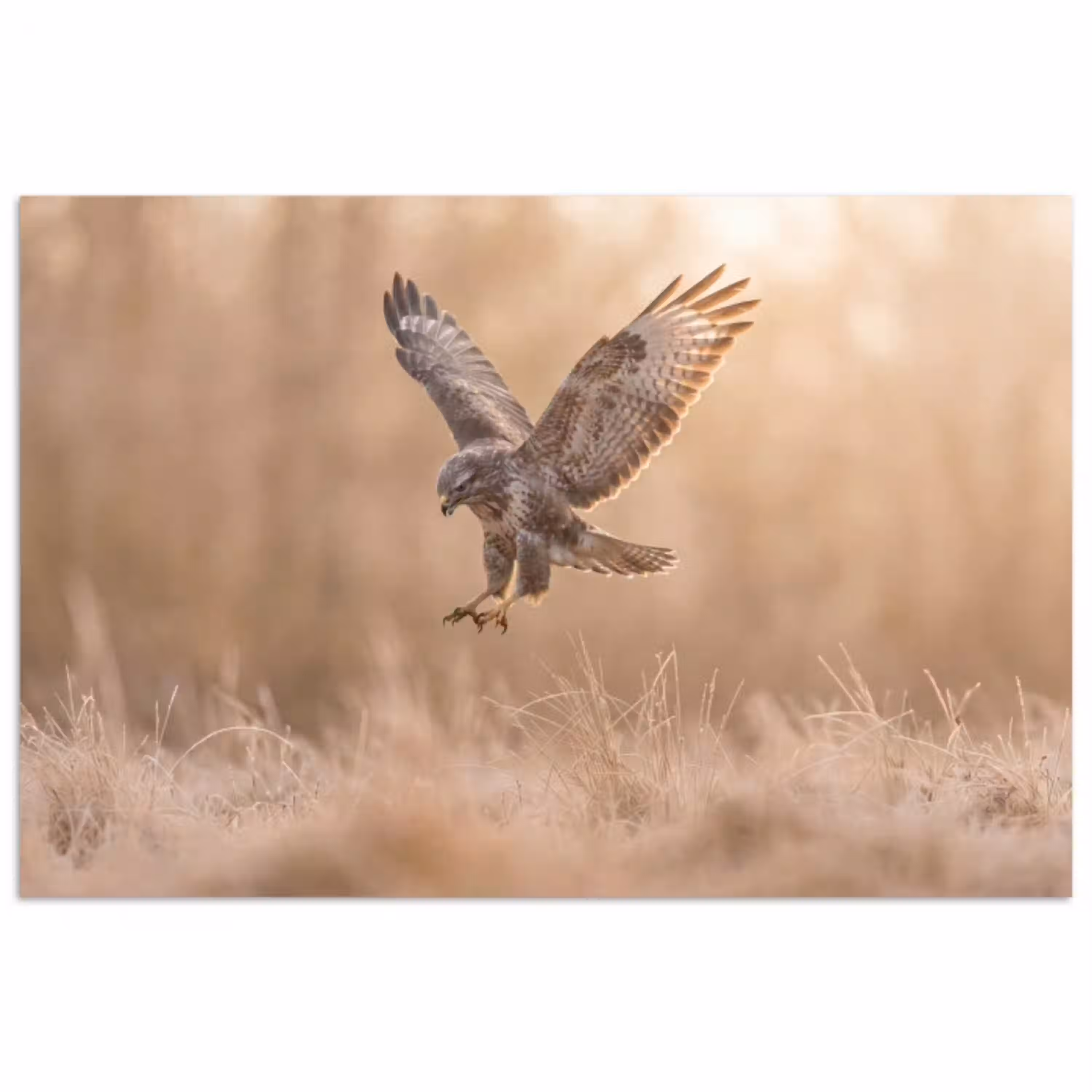 Buizerd - Roofvogel - Natuur - Bruin poster papier klein -3d