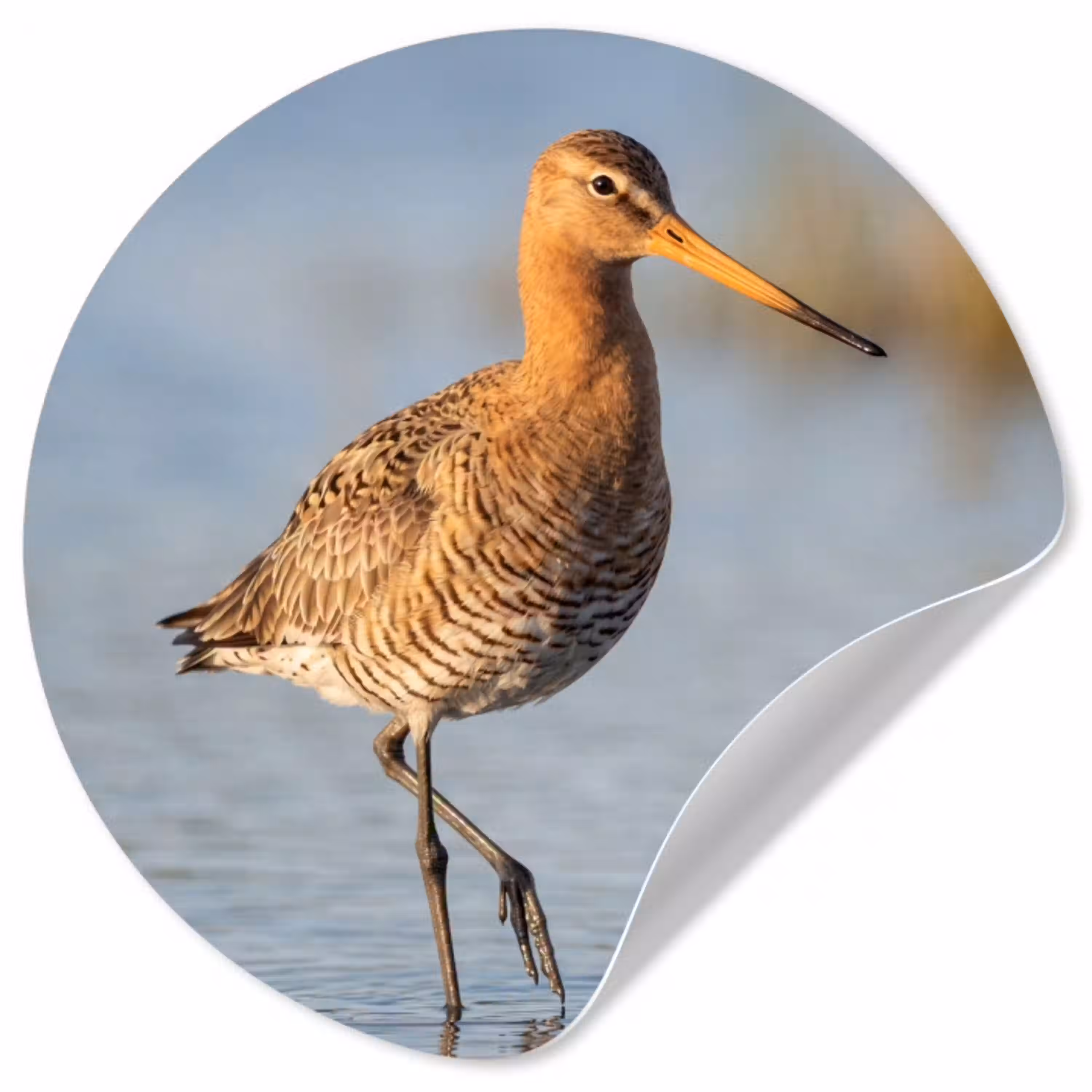 Vogel - Steltloper - Water - Natuur Wandcirkel behangsticker klein -3d
