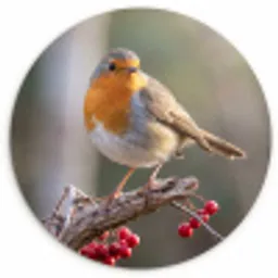 Roodborst - Tak - Bessen - Natuur Wandcirkel kunststof plaat 5mm dik klein -3d