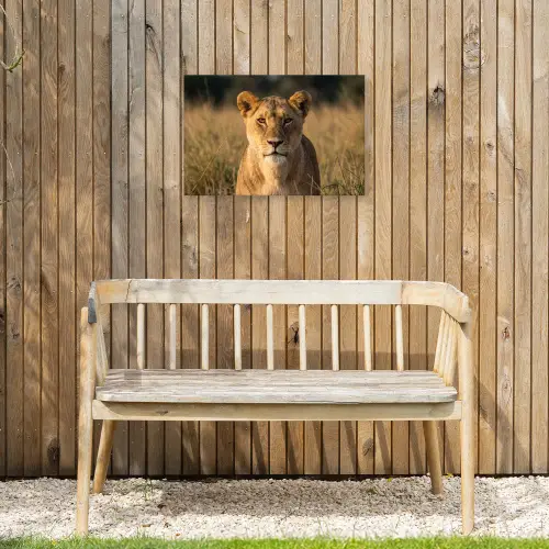 Leeuwin - Gras - Geel Tuinposter op houten frame 2 cm dik klein -sfeer4