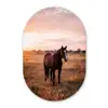 Paard - Zonsondergang - Bruin Wandcirkel Ovaal Forex klein -3d
