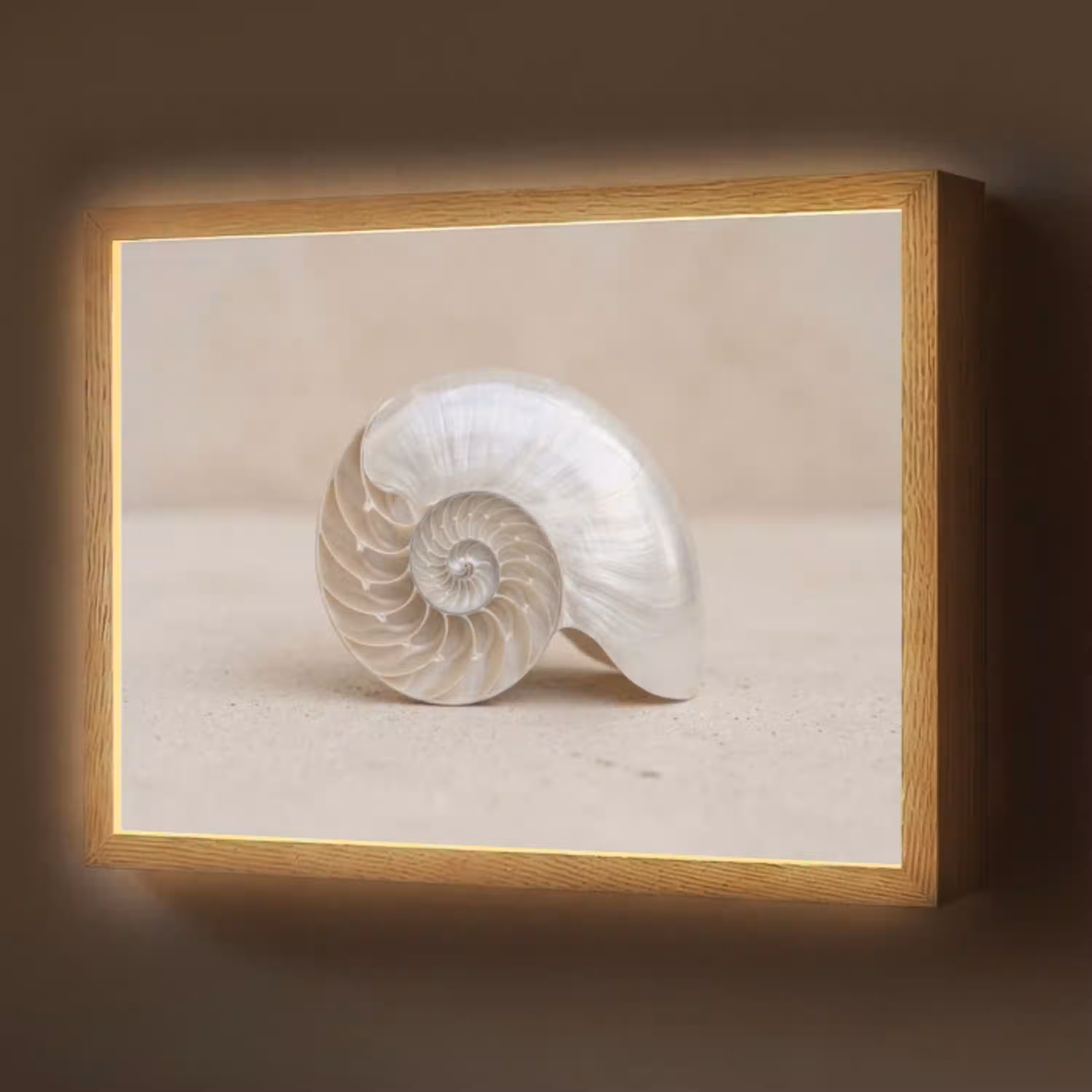 Schelp - Spiraal - Beige Light Box met batterij (Wandlamp) middel -z3d_website