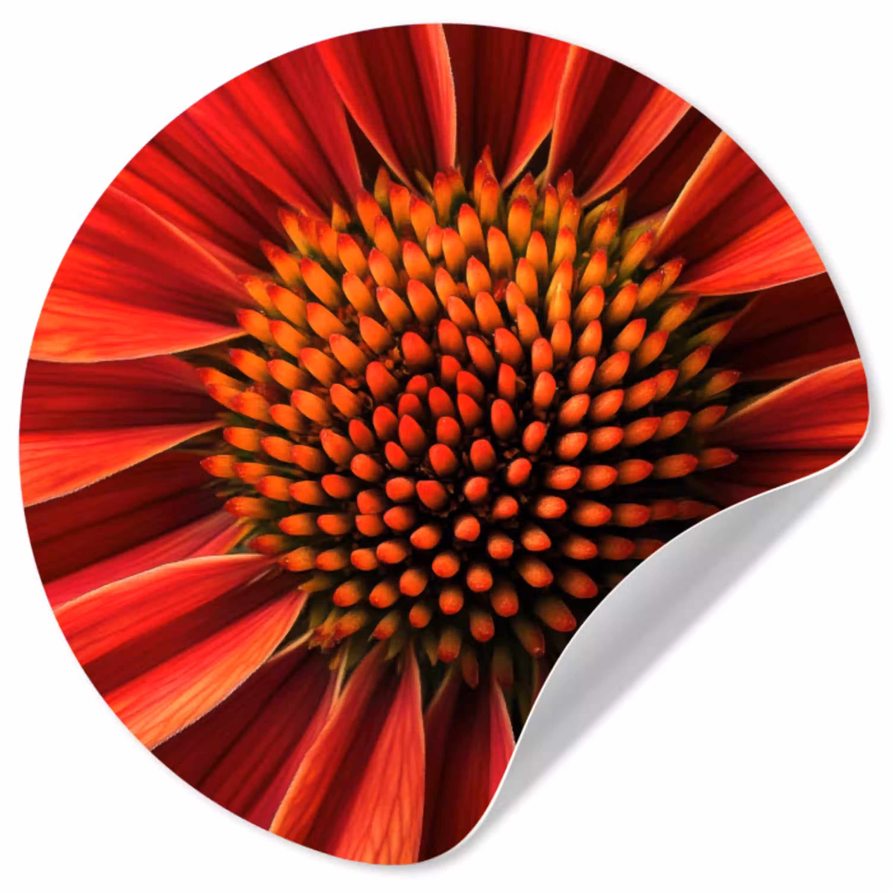 Close up - Bloem- Rood Wandcirkel behangsticker klein -3d