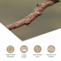 Papagaai - Tak - Natuur - Kleurrijk poster papier klein -closeup_NL