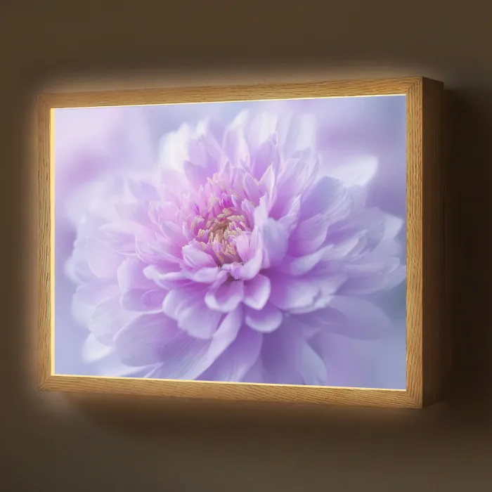 Paars - Dahlia - Dromerig Light Box met batterij (Wandlamp) middel -z3d_website