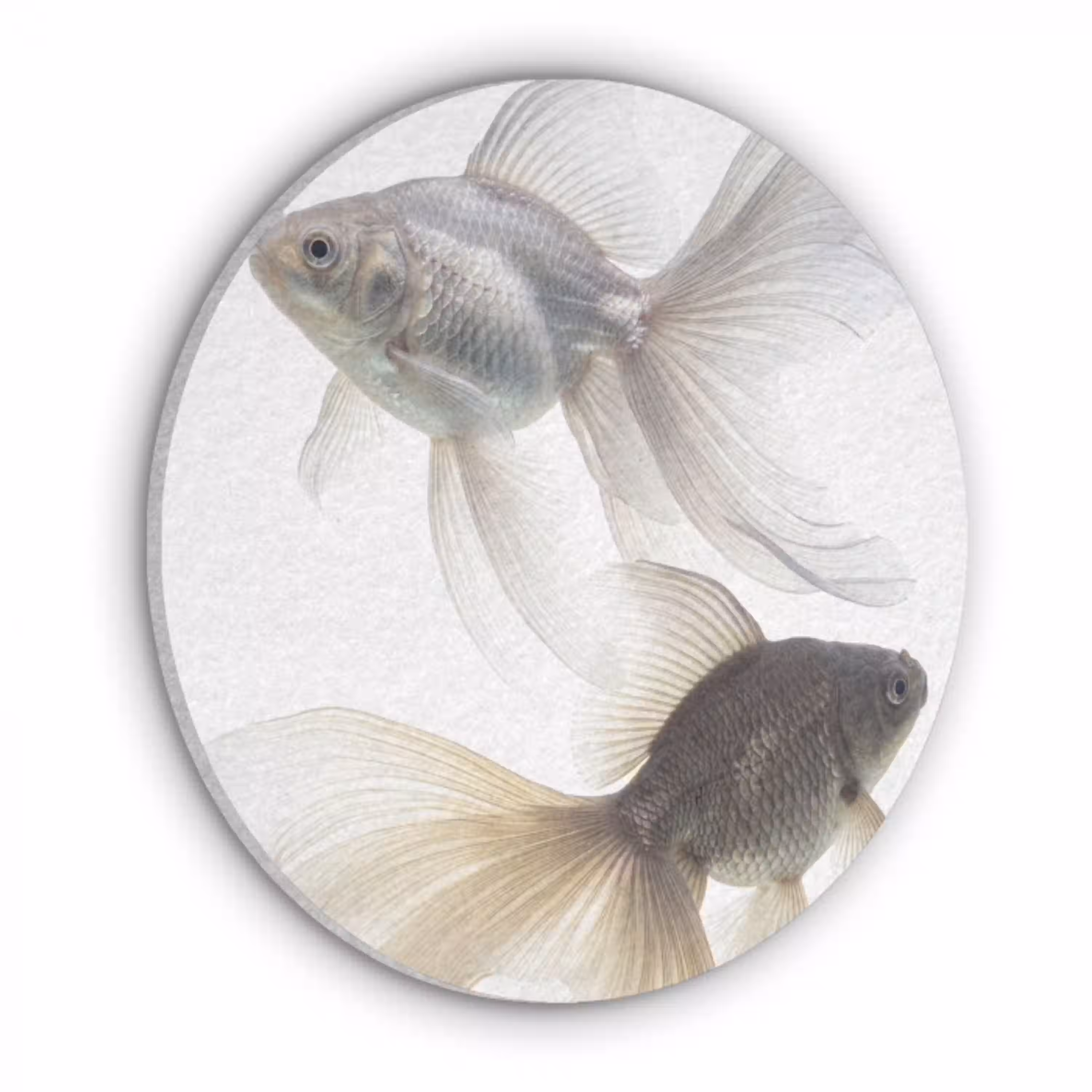 Goudvissen - Modern - Wit Akoestische PET Vilt - Rond klein -3d