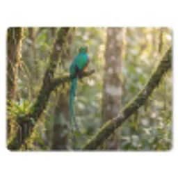 Quetzal - Jungle - Natuur - Groen muismat rubber klein -3d