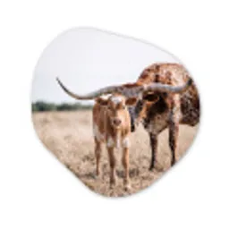 Texas Longhorn - Kalf - Weide - Dieren Wandcirkel Organisch Aluminium middel -3d