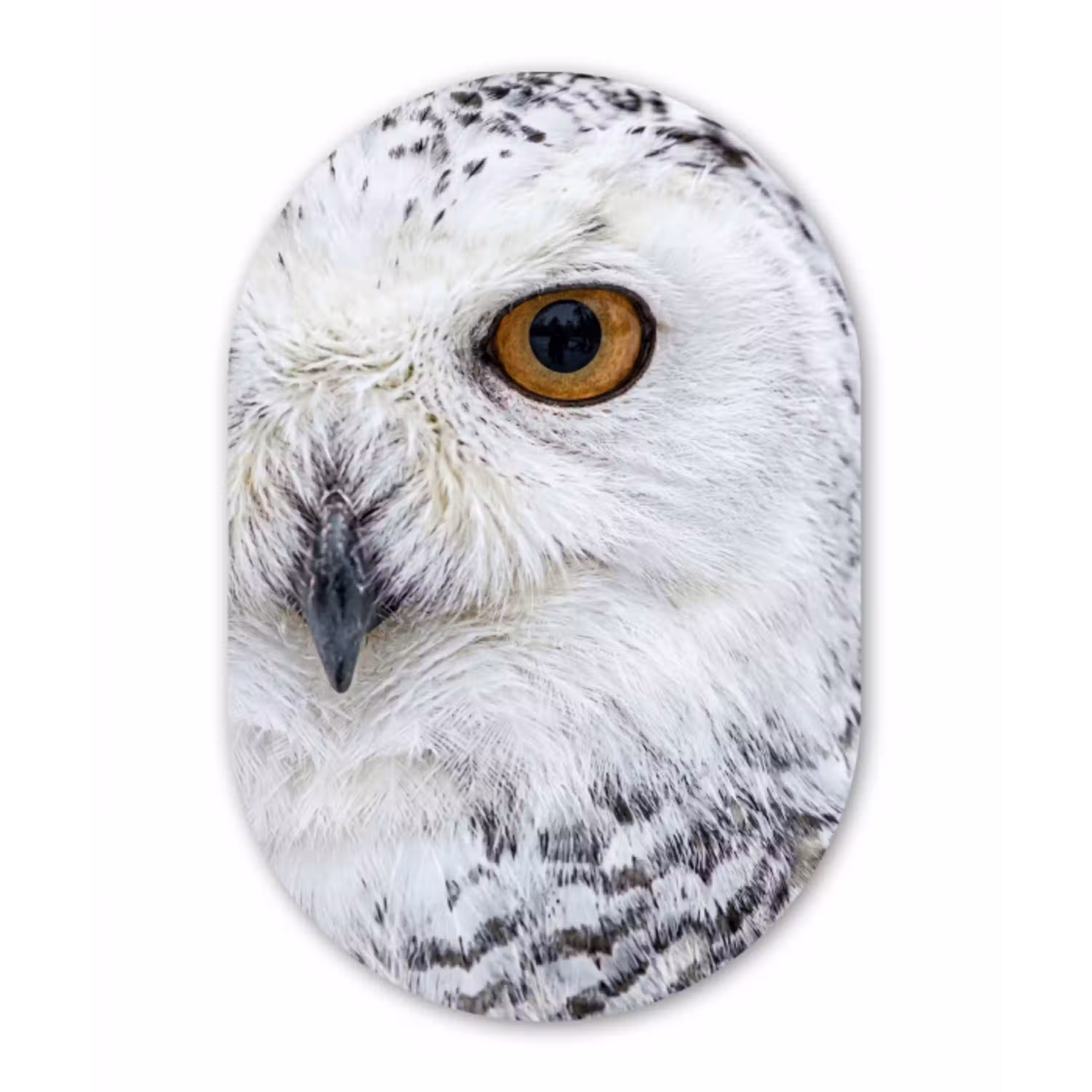 Sneeuwuil - Oog - Wildlife - Wit Wandcirkel Ovaal Aluminium middel -3d