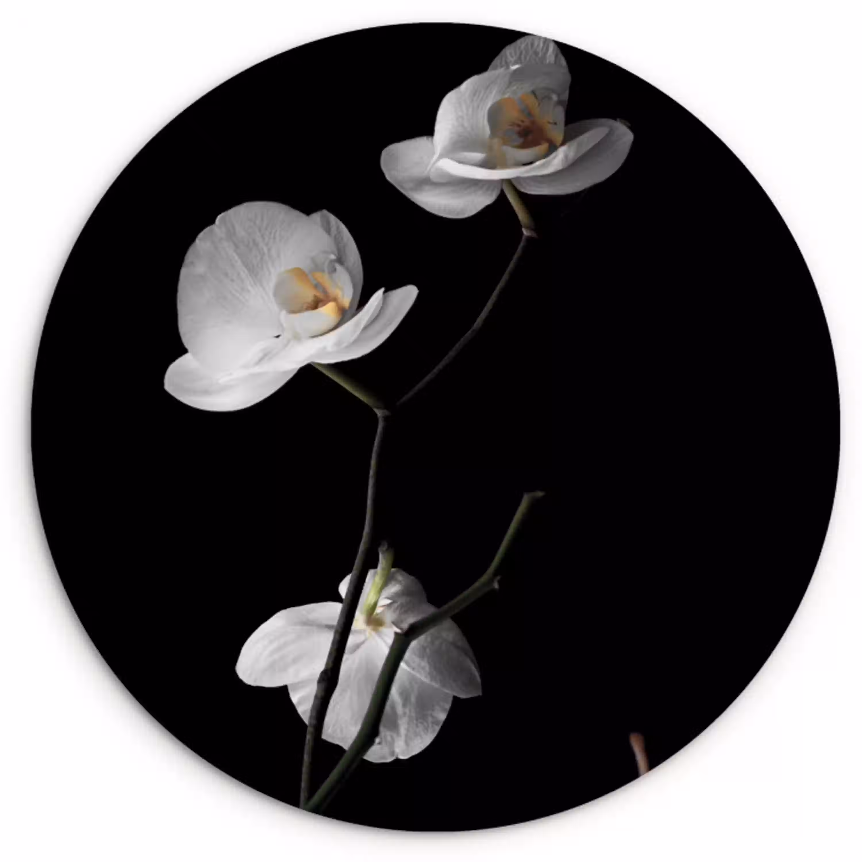Orchidee - Bloemen - Zwart - Wit - Stilleven Wandcirkel kunststof plaat 5mm dik klein -3d