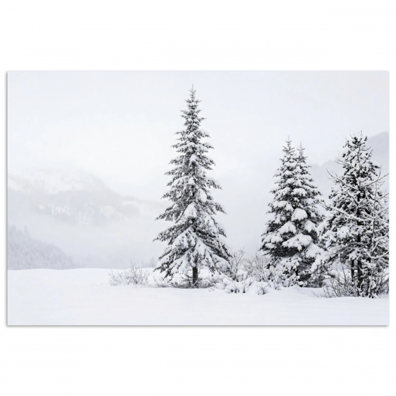 Fijnsparren - Sneeuw - Winter - Landschap - Stilte poster papier klein -3d