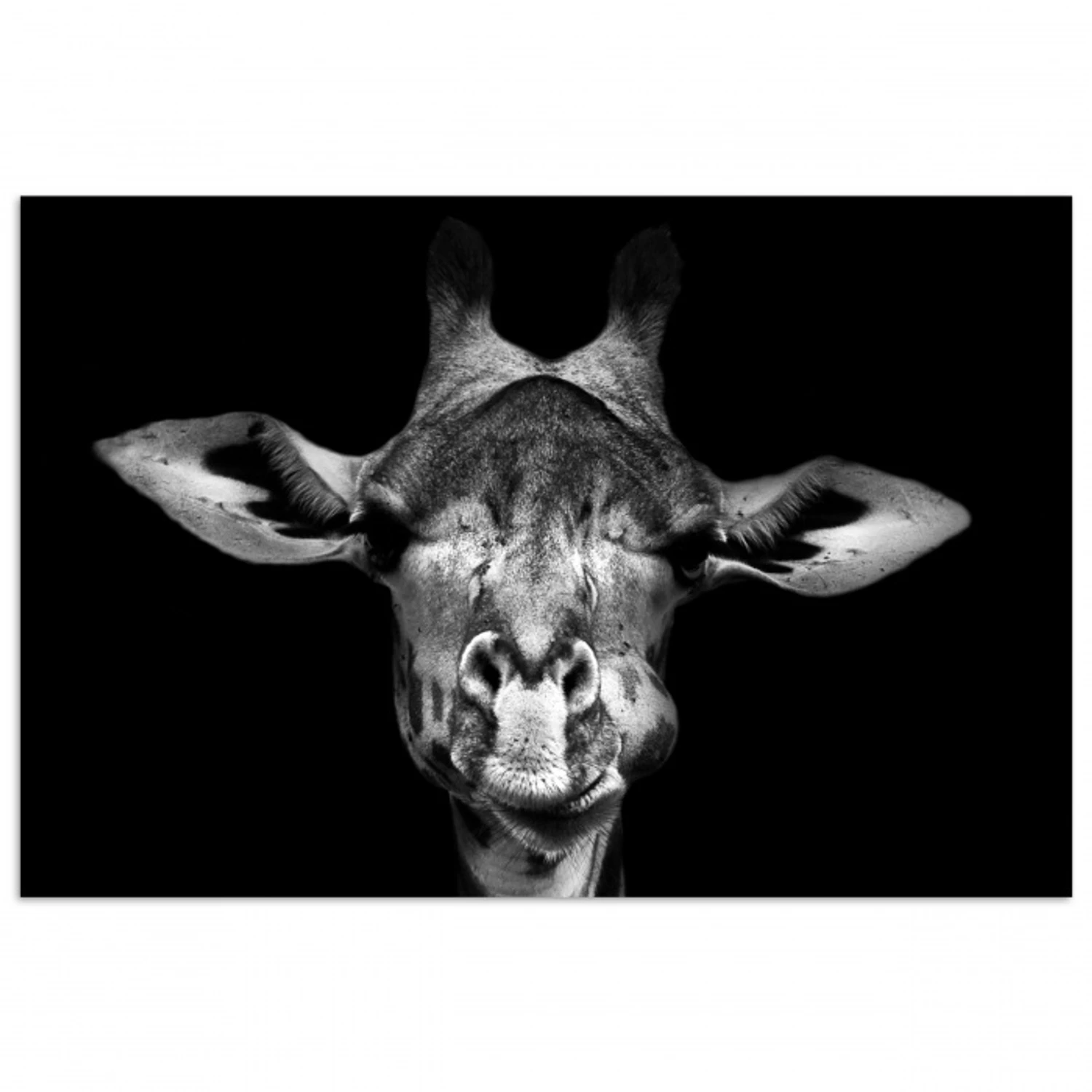 Giraffe - Portret - Dieren - Zwart - Wit poster papier klein -3d