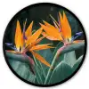 Paradijsvogel - Bloem - Exotisch Fotolijst rond zonder passe partout klein -3d