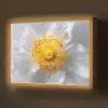 Wit - Bloem - Elegant Light Box met batterij (Wandlamp) middel -z3d_website