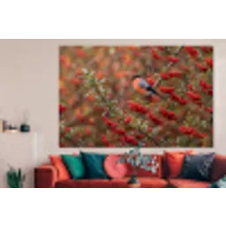 Goudvink - Bessen - Herfst - Natuur - Kleurrijk forex 5mm xxl -woonkamer