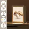 Champignons - Zacht - Beige Light Box met kabel (Tafellamp) klein -USP_NL