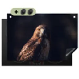 Roofvogel - Buizerd - Bruin Inductie beschemer met haakjes klein -3d