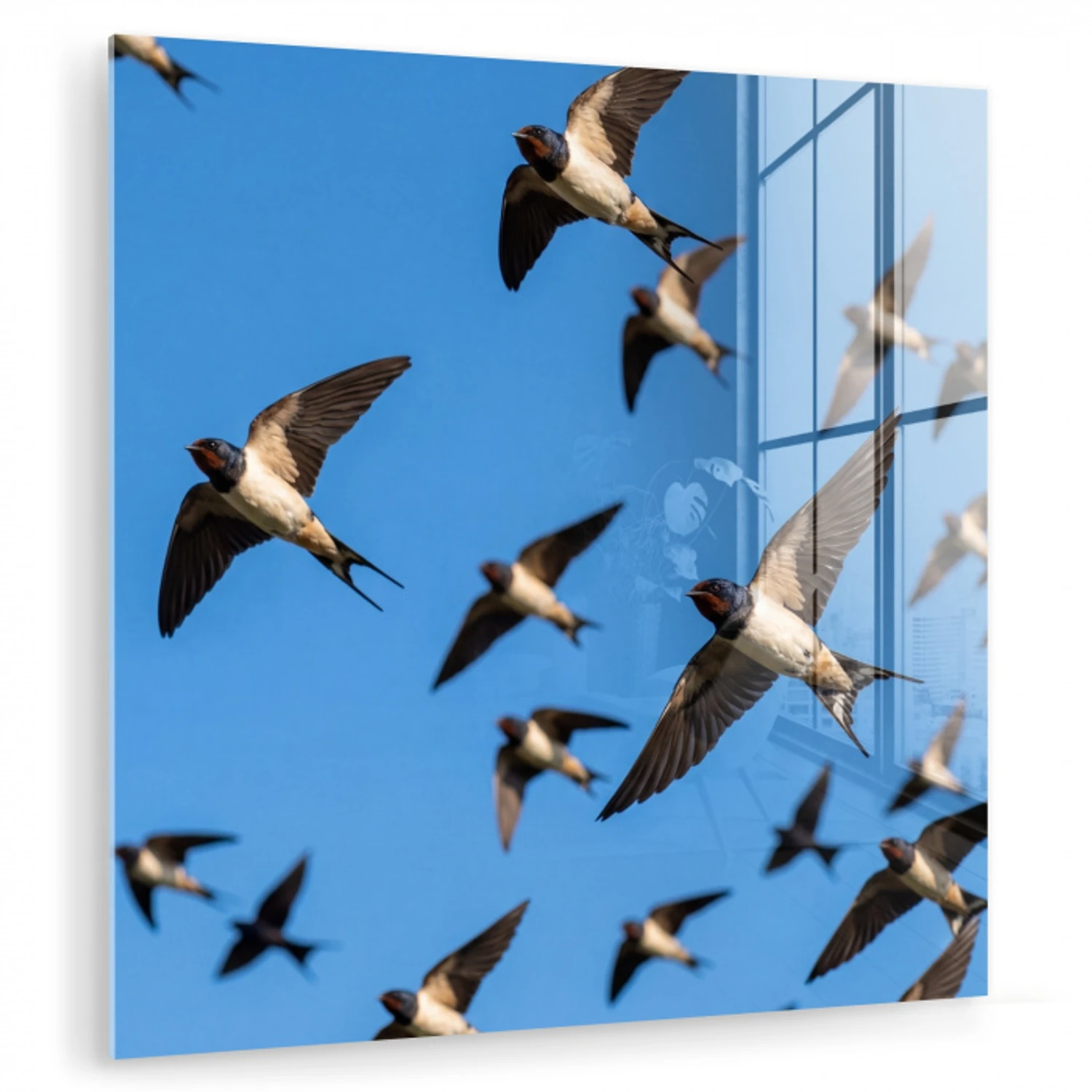 Zwaluwen - Vliegen - Blauw plexiglas 5mm klein -zzzproduct_nieuw