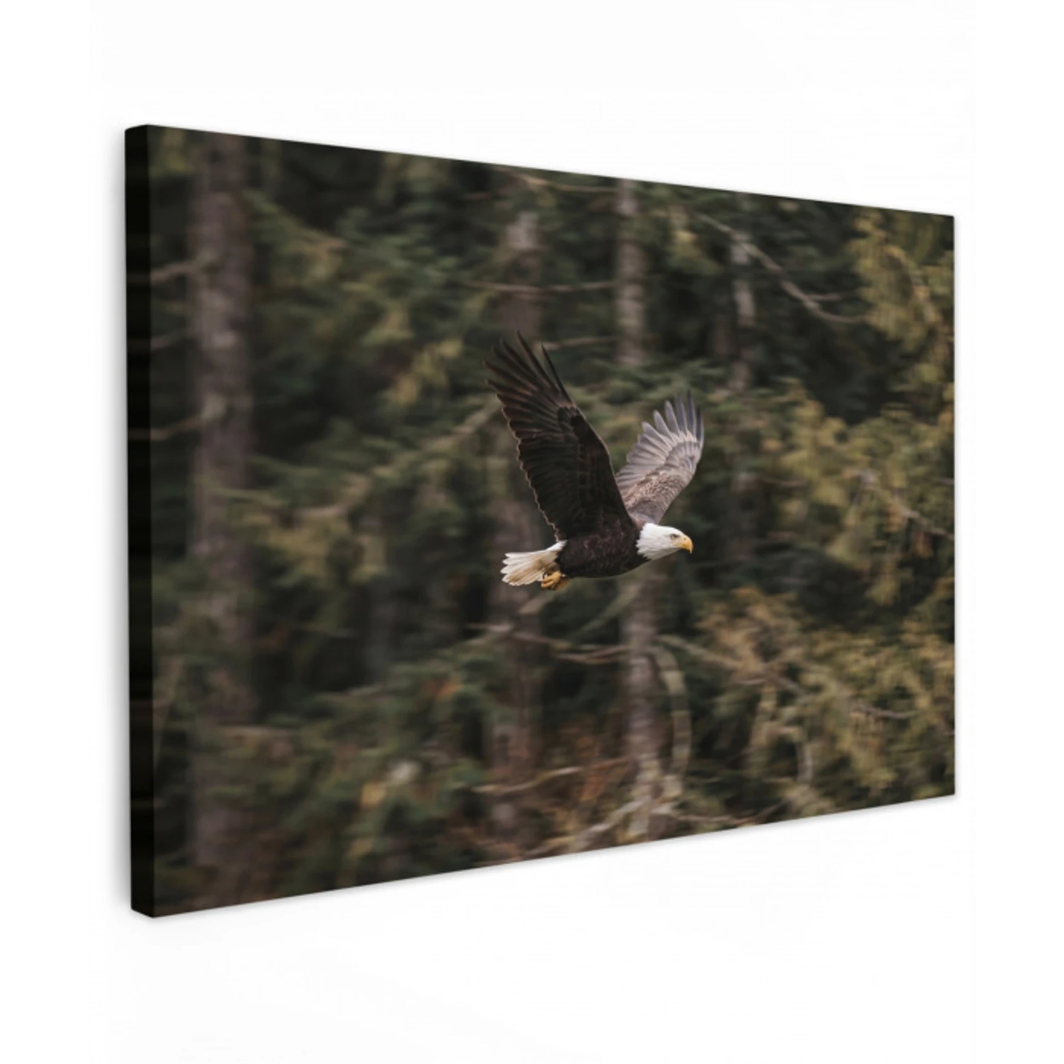 Zeearend - Vliegen - Bos - Natuur canvas 2cm klein -z3d