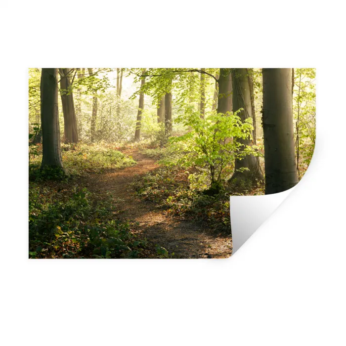 Bos - Bomen - Pad - Zon - Planten - Bladeren - Natuur Muursticker klein -3d